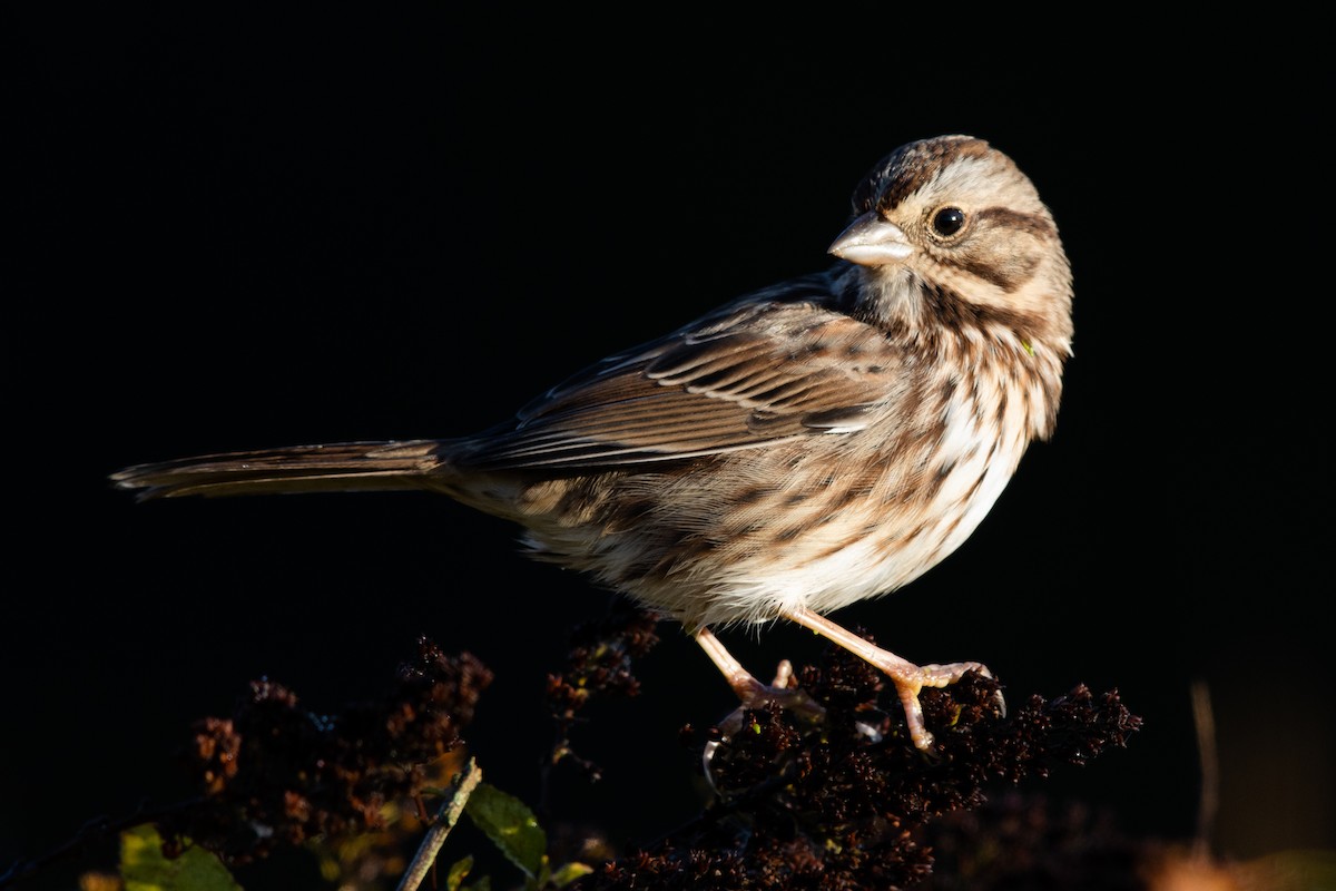 Song Sparrow - ML268737601