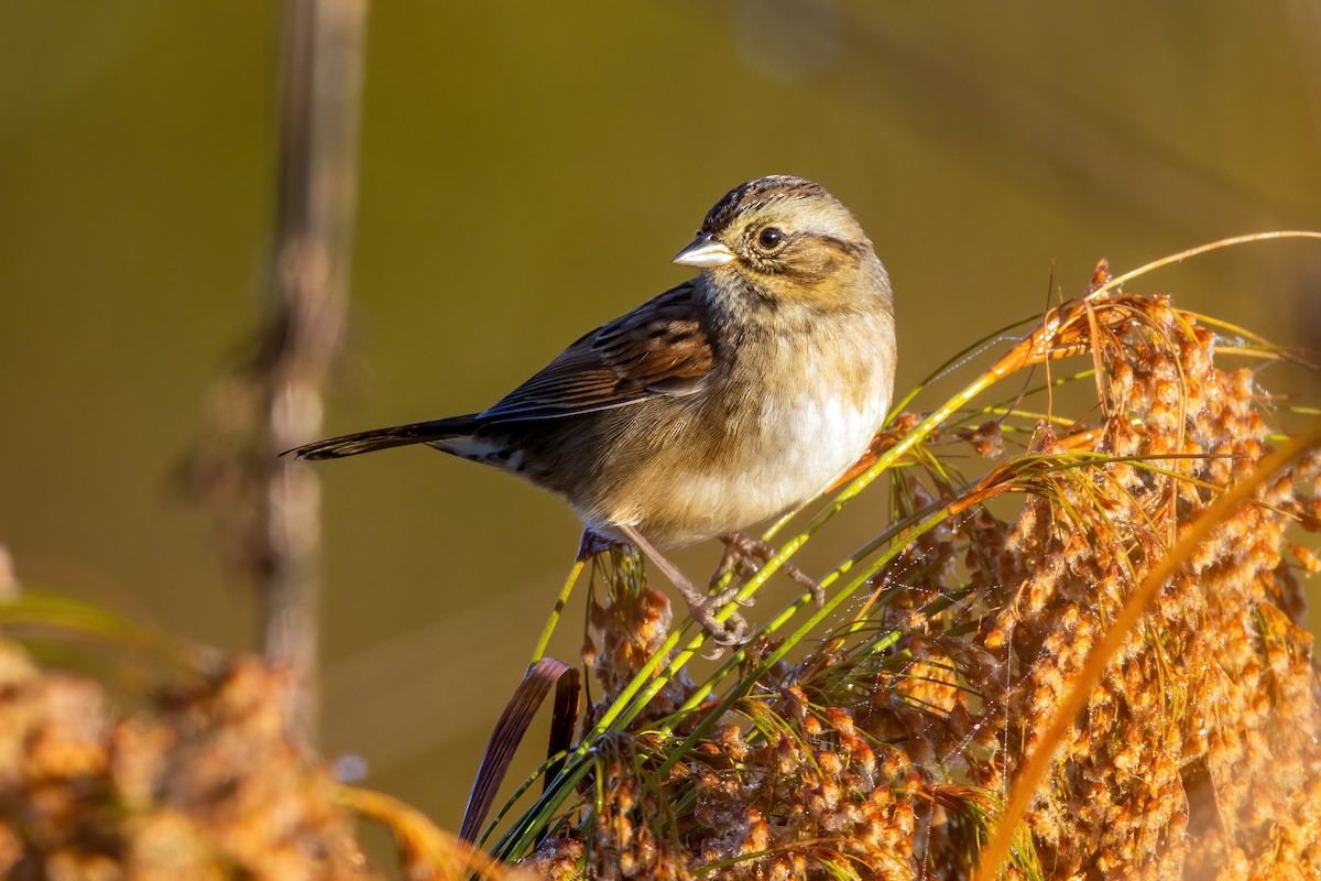 Swamp Sparrow - ML268737731