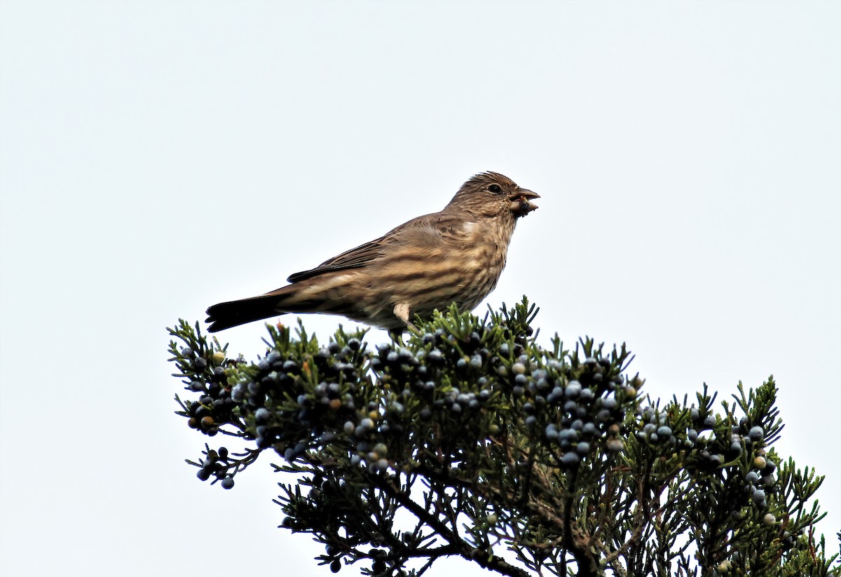 House Finch - ML268738651