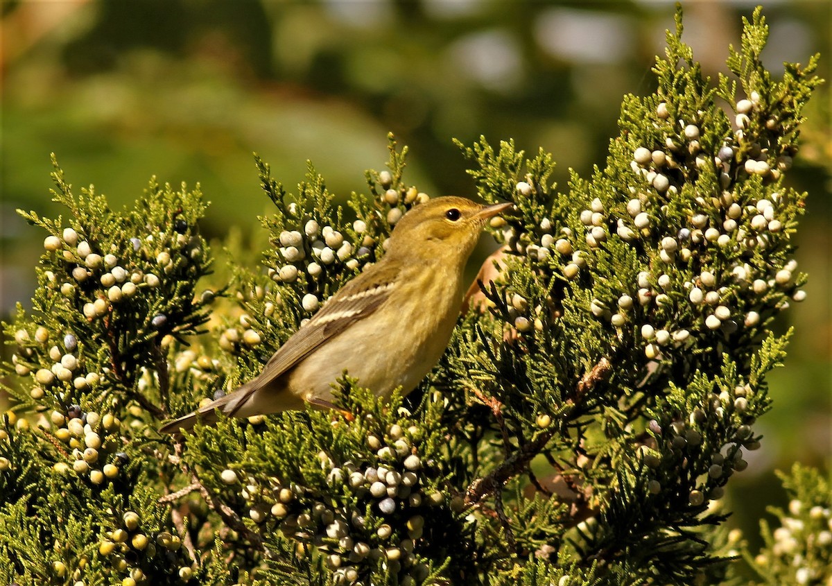 Blackpoll Warbler - ML268738811