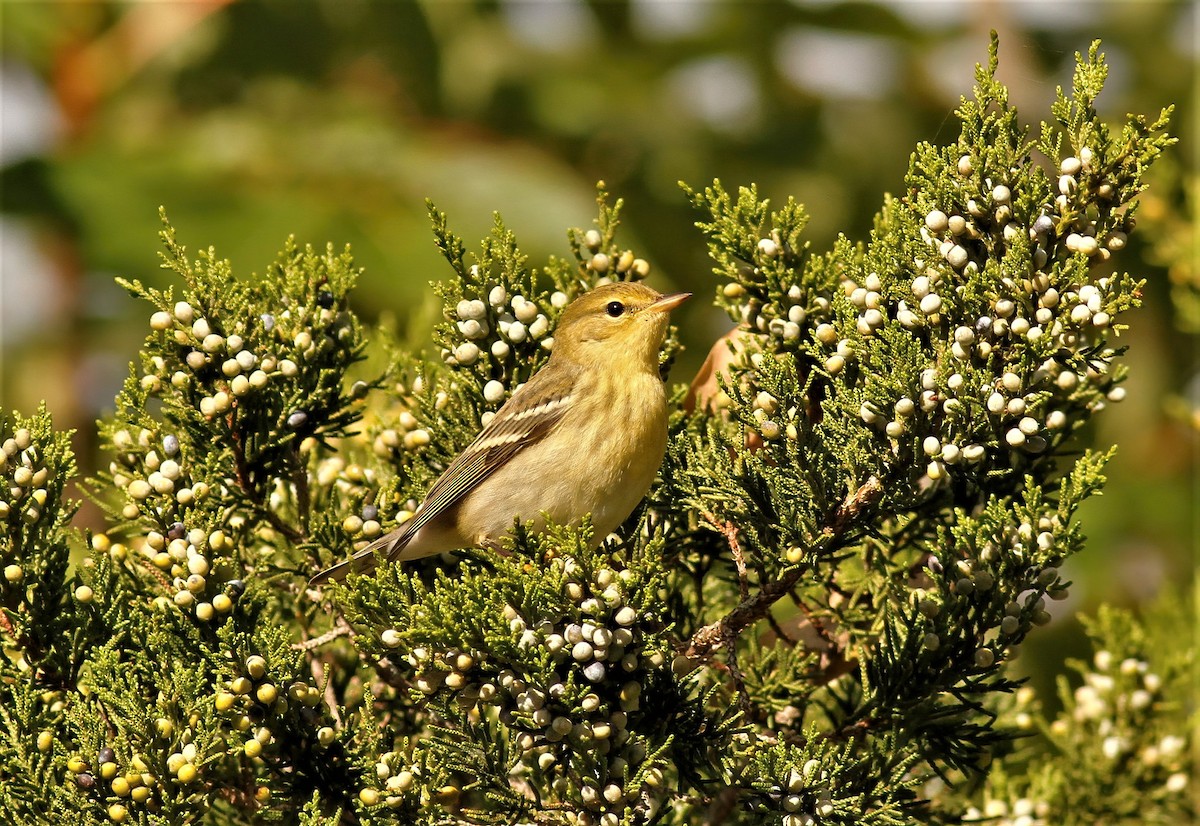 Blackpoll Warbler - James Sherwonit