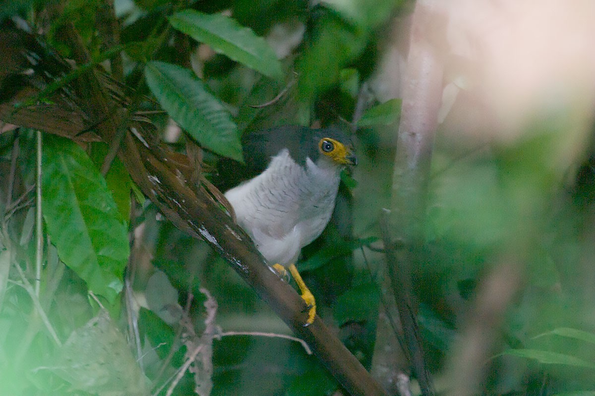 Lined Forest-Falcon - Arthur Grosset