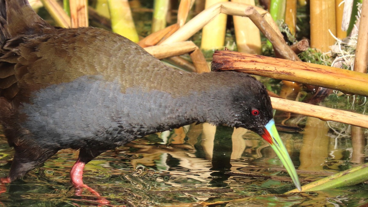 Plumbeous Rail - ML268741361