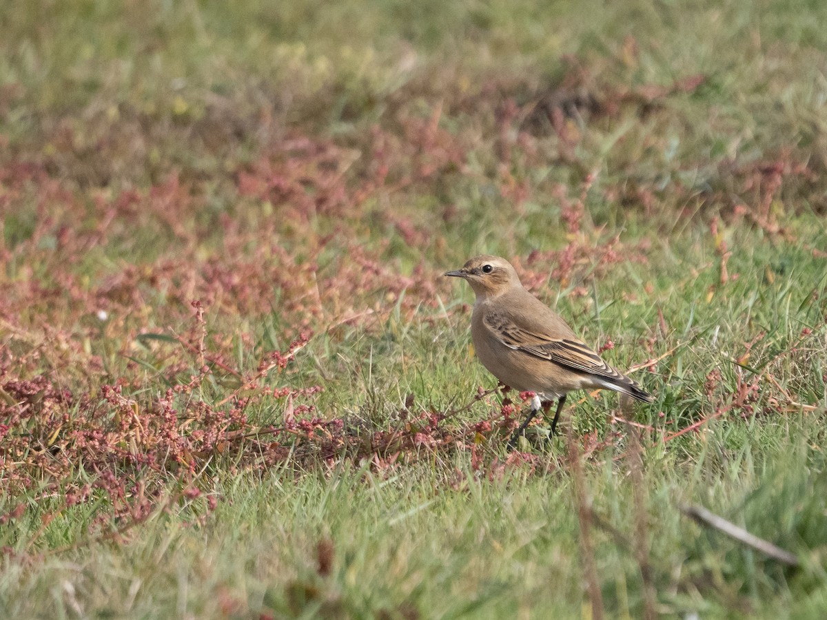 Northern Wheatear - ML268741421