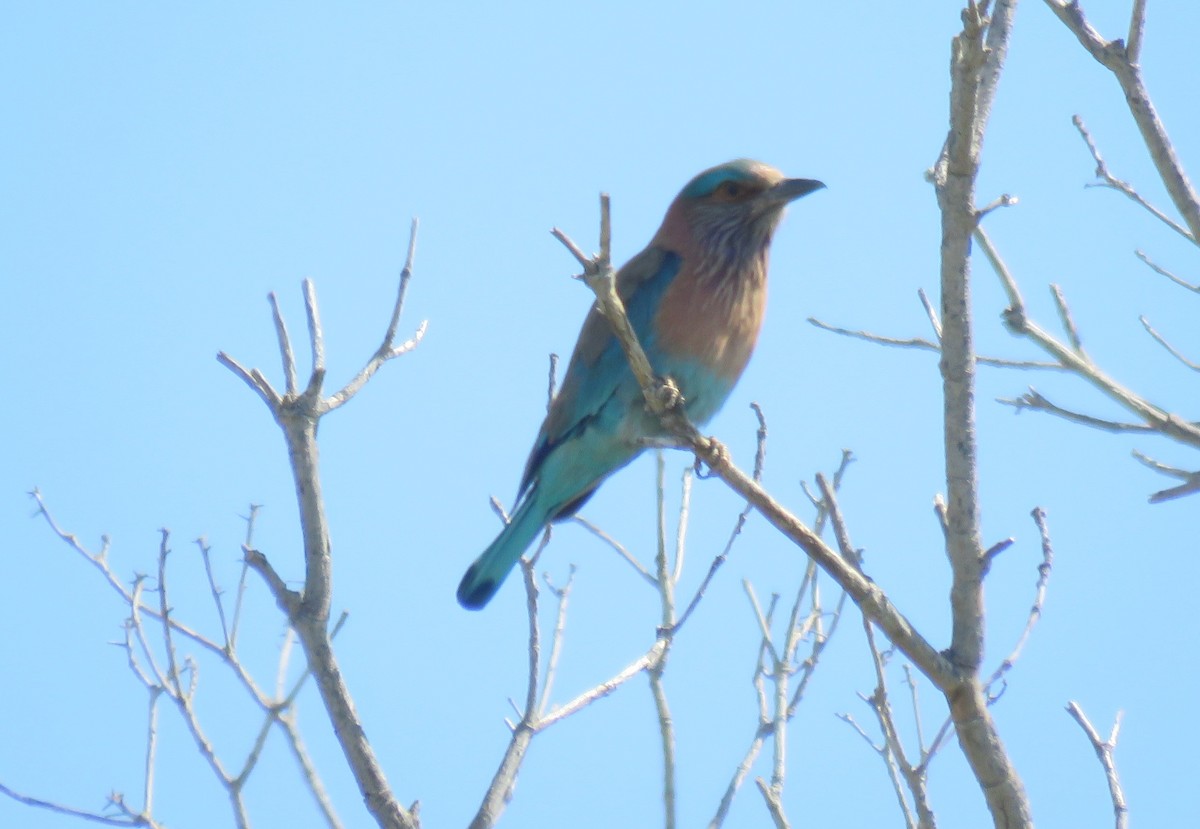 Indian Roller - Houman Doroudi