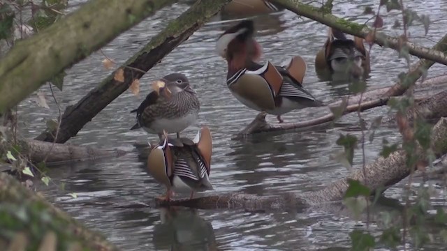 Mandarin Duck - ML268745051