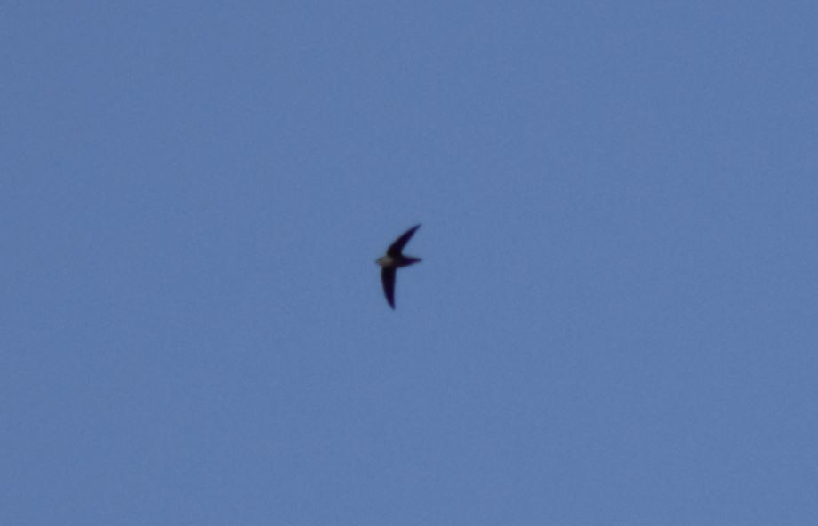 Chimney Swift - ML268746281