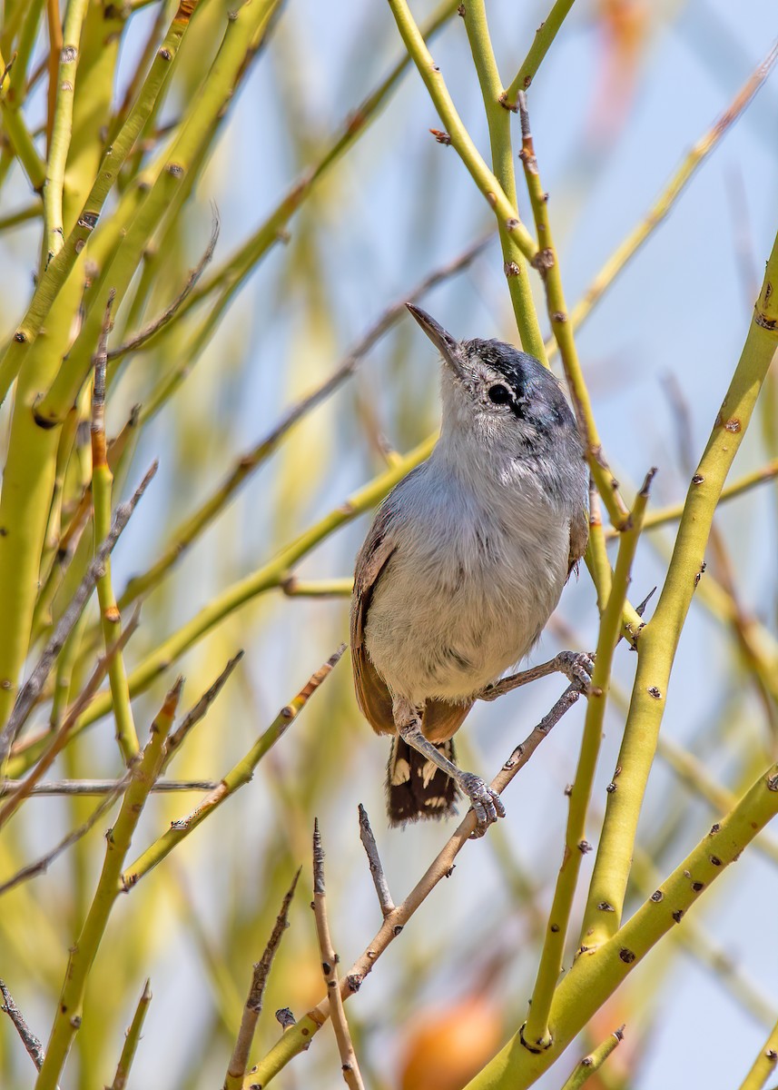 Black-tailed Gnatcatcher - ML268748971