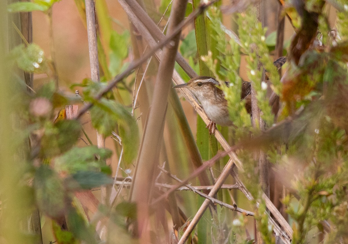 Marsh Wren - ML268750501