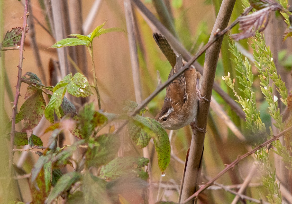 Marsh Wren - ML268750591