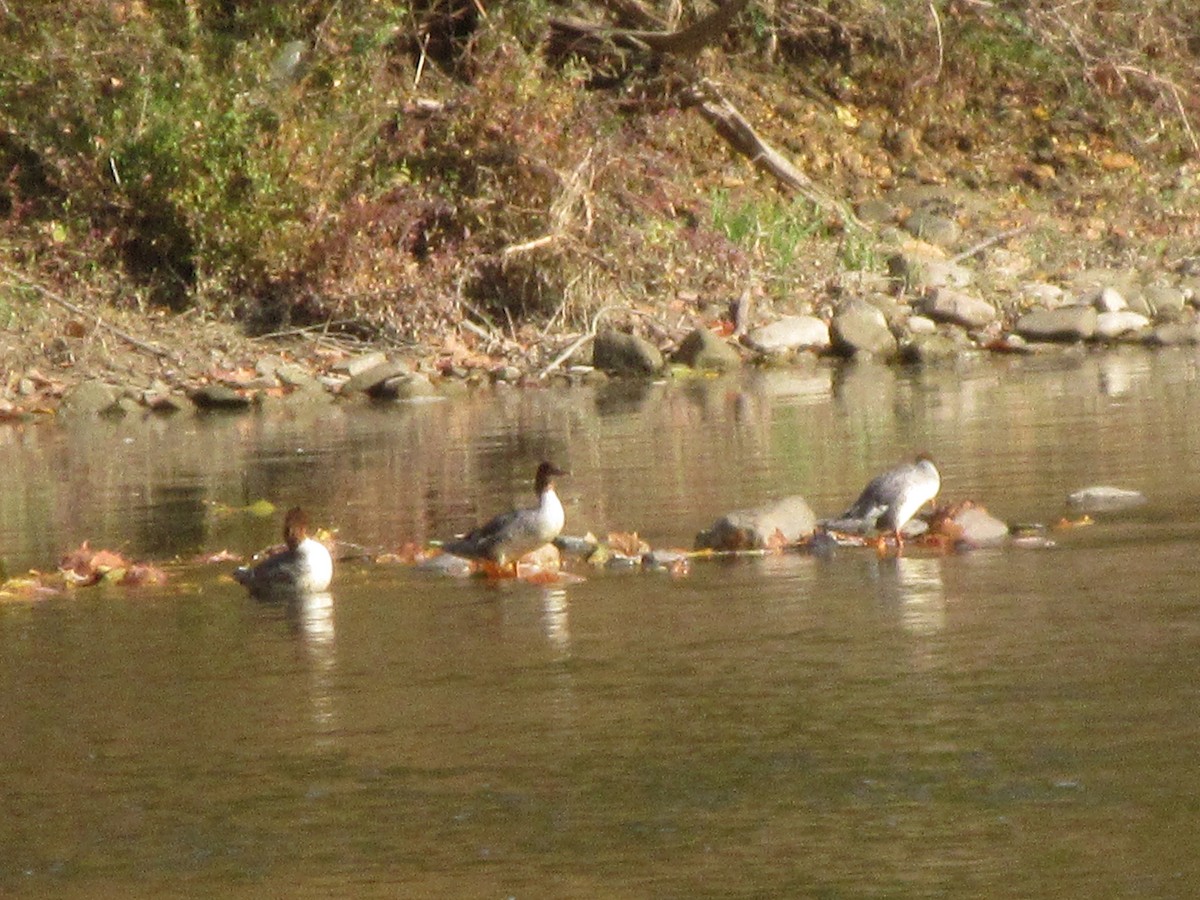 Common Merganser - ML268752171