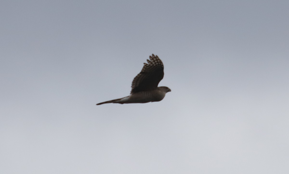 Cooper's Hawk - ML268754751