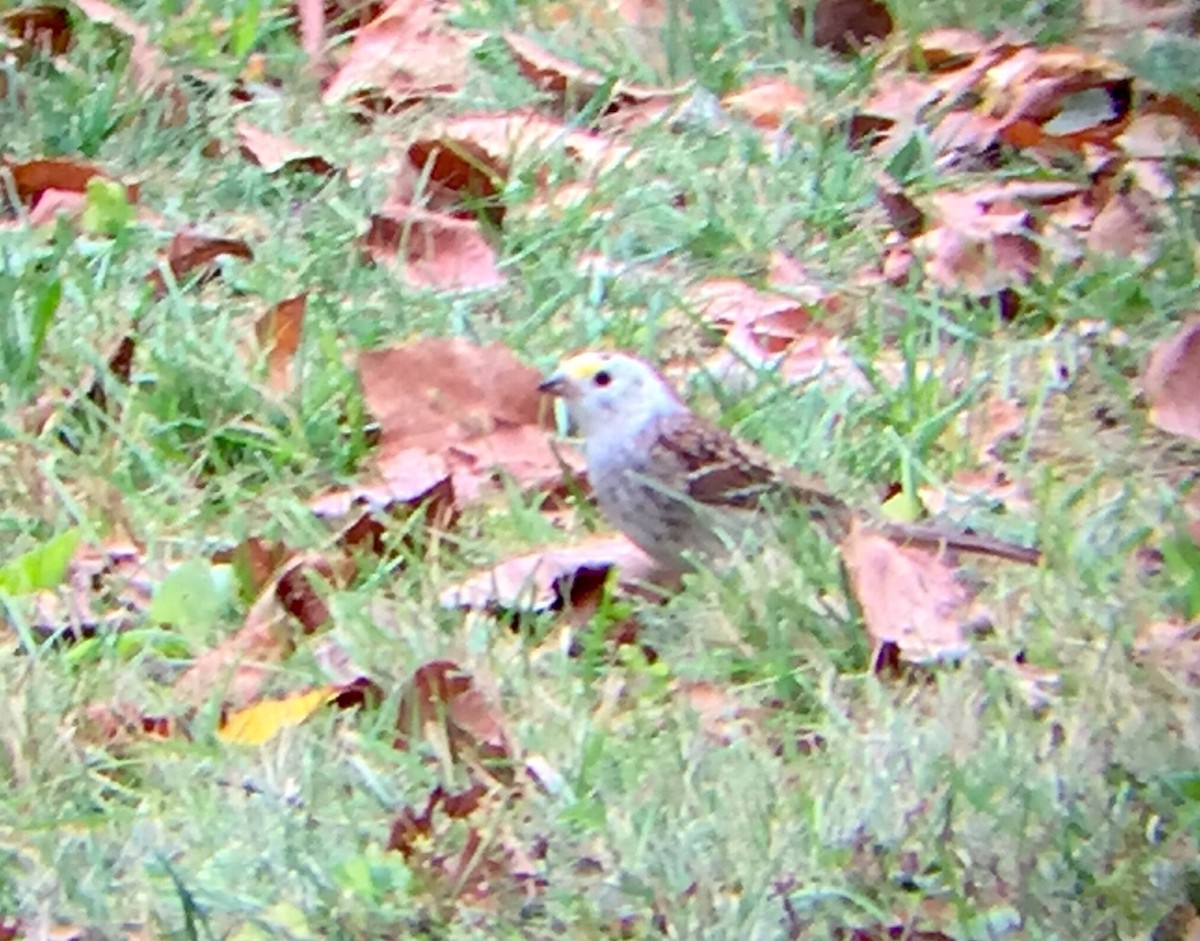White-throated Sparrow - Ken Klapper