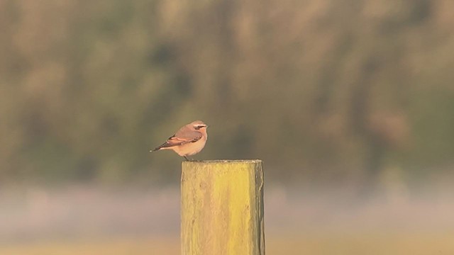 Northern Wheatear - ML268756241