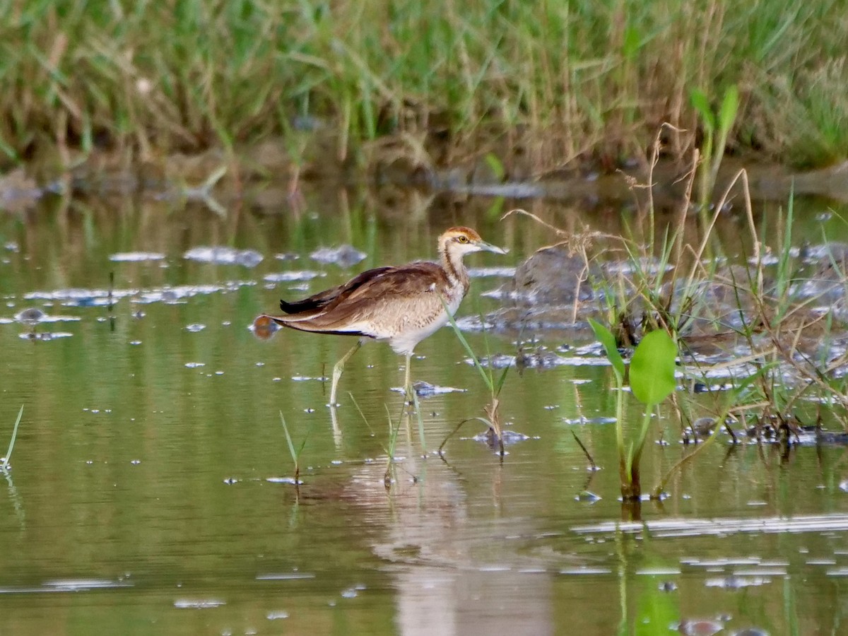 Pheasant-tailed Jacana - ML268758641