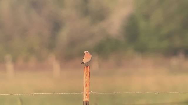 Northern Wheatear - ML268760291