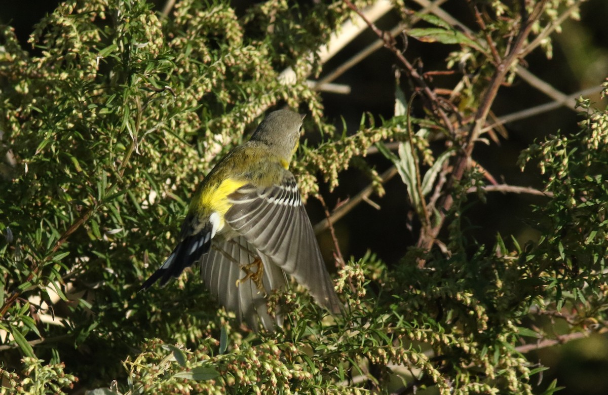 Magnolia Warbler - Shane Blodgett