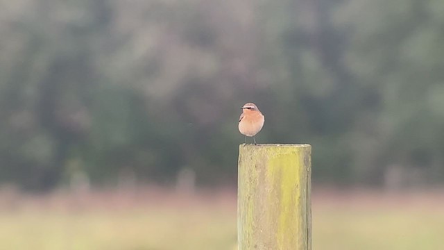 Northern Wheatear - ML268761561