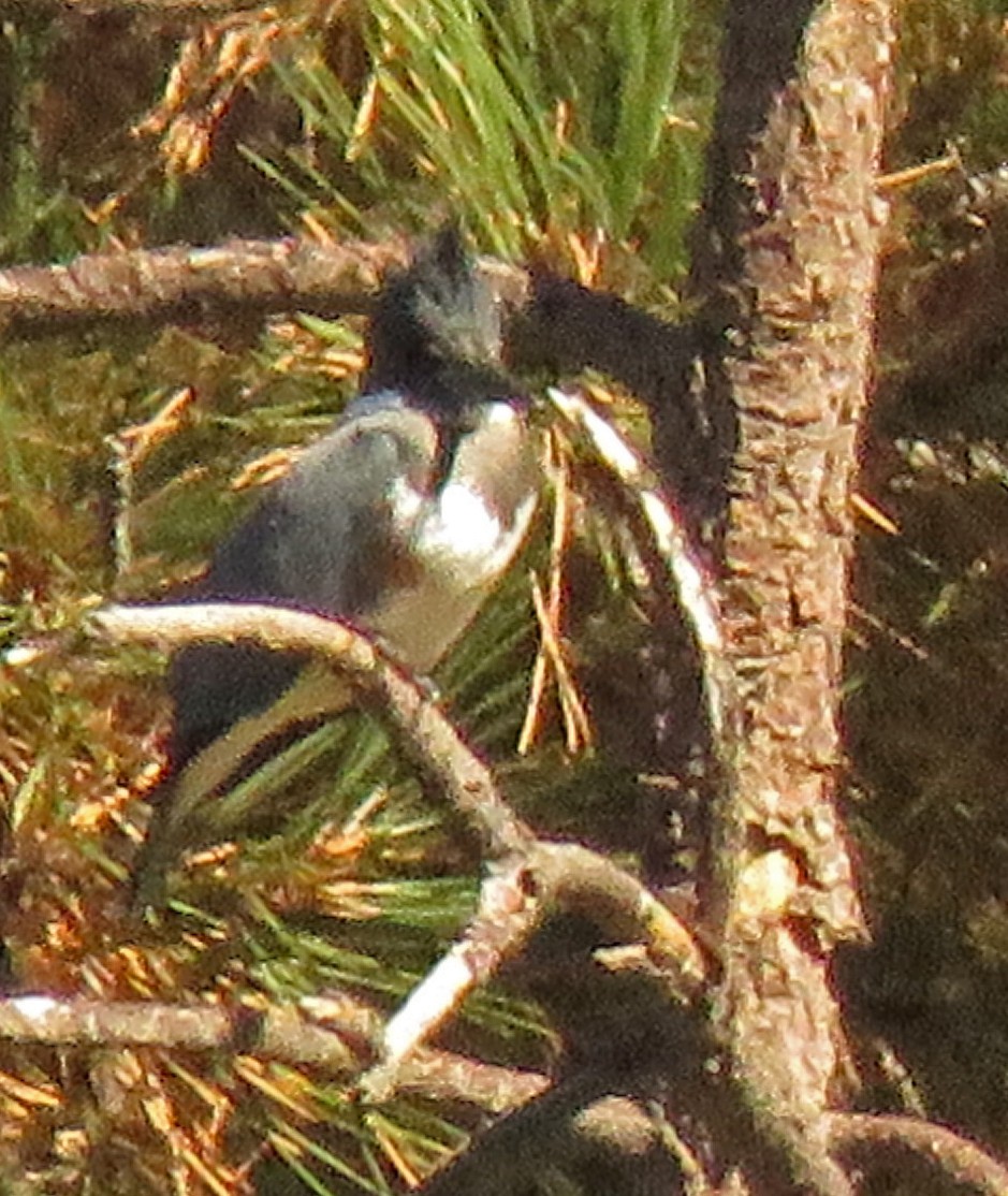 Belted Kingfisher - ML268761571