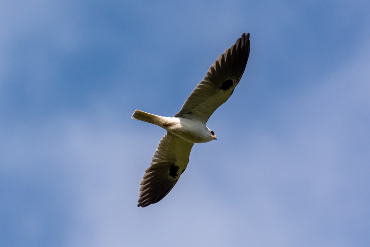 White-tailed Kite - ML268761811
