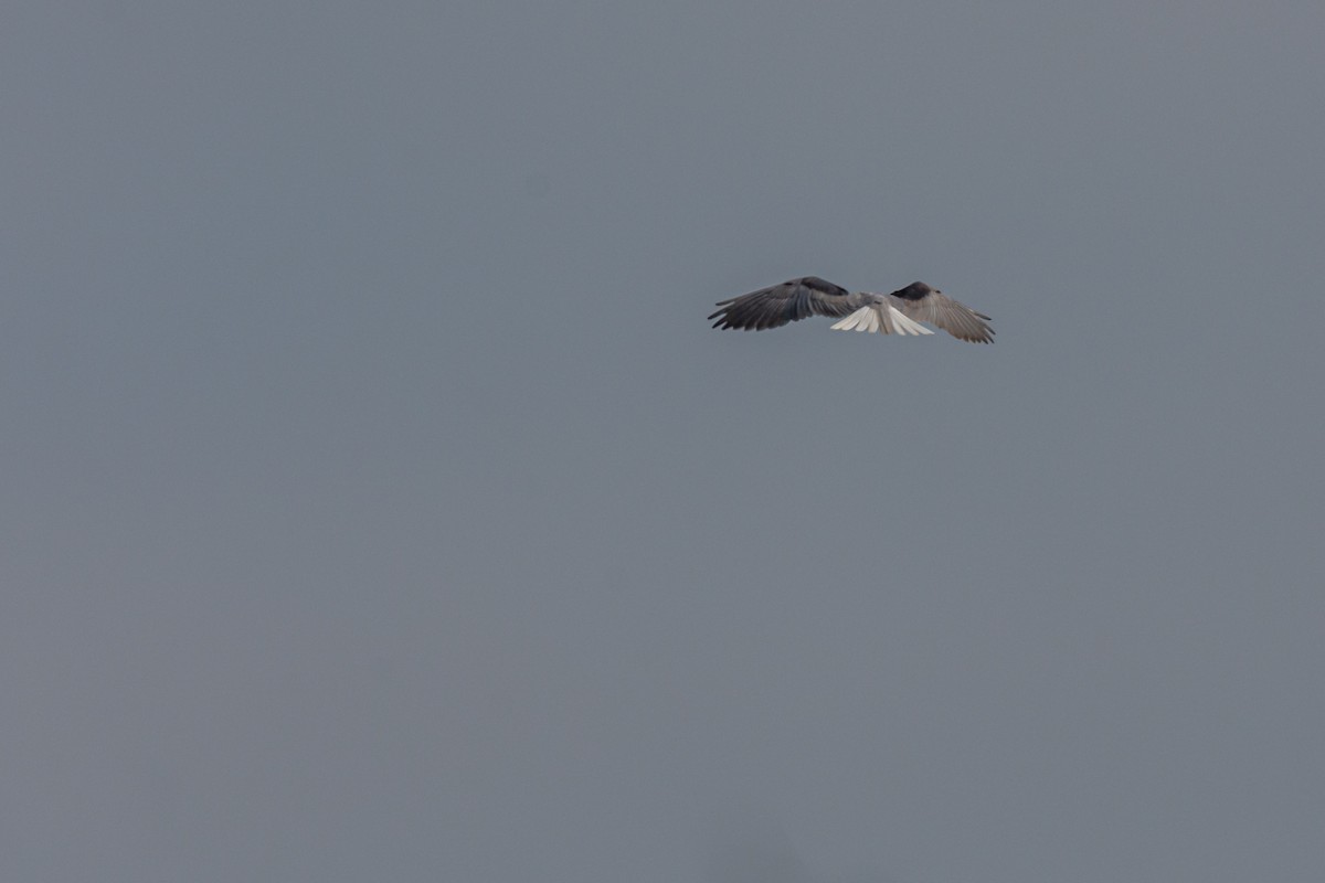 White-tailed Kite - ML268761821