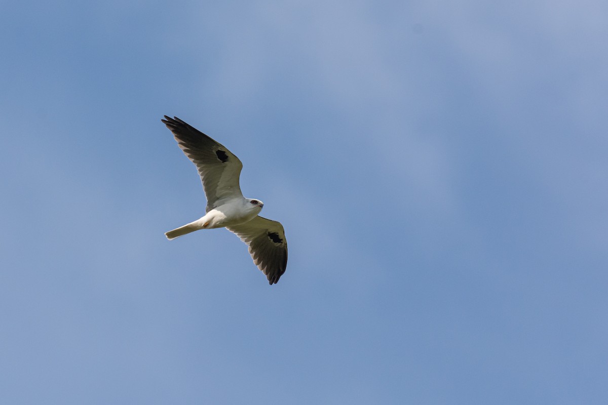 White-tailed Kite - ML268761851