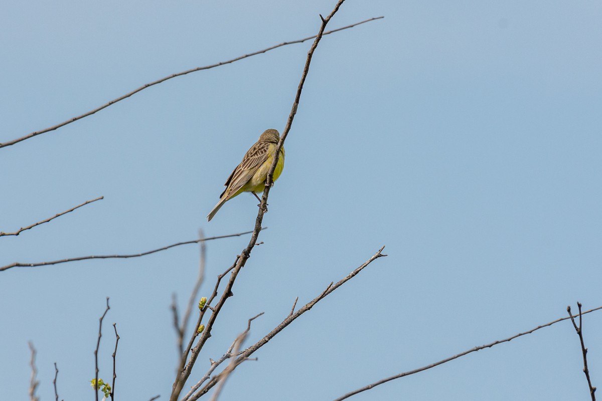 Grassland Yellow-Finch - ML268761891