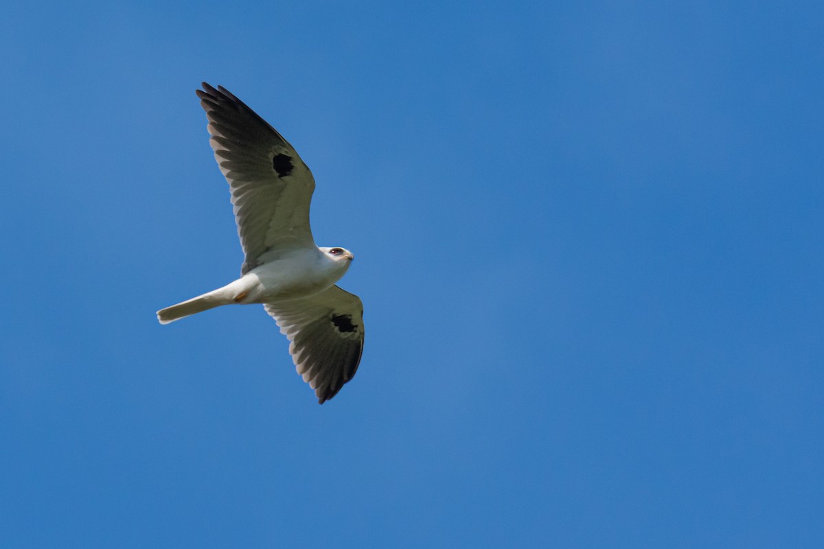 White-tailed Kite - ML268761911