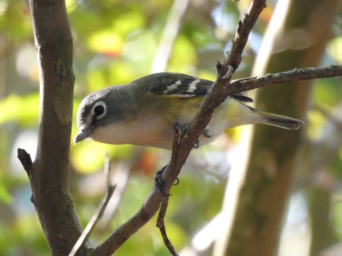 Blue-headed Vireo - Kevin (Seth) Long