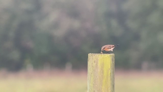 Northern Wheatear - ML268763531