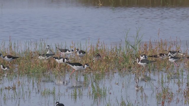 Black-necked Stilt - ML268763771