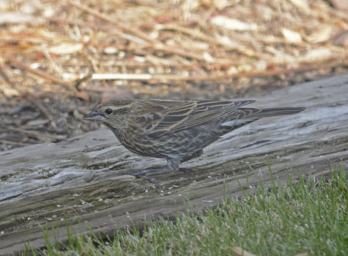 Red-winged Blackbird - Hal Robins