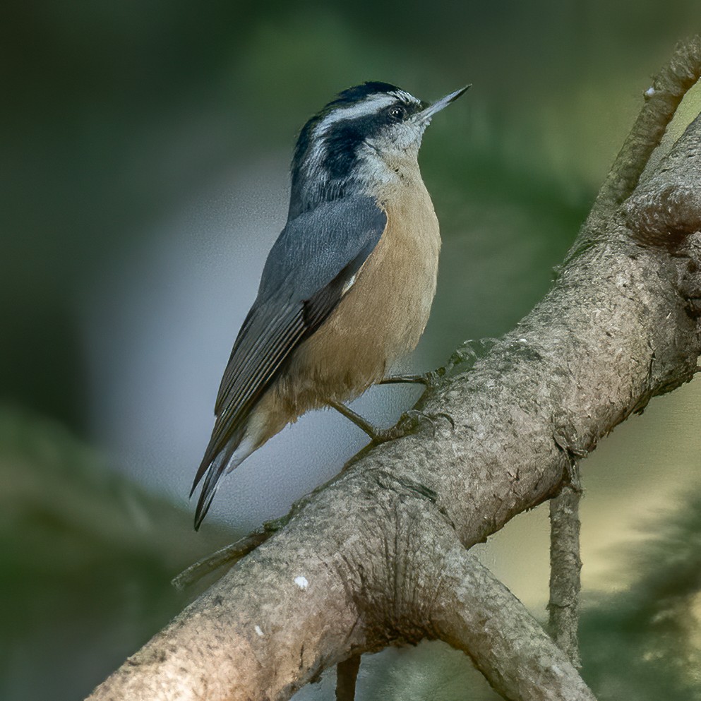 Red-breasted Nuthatch - ML268764471