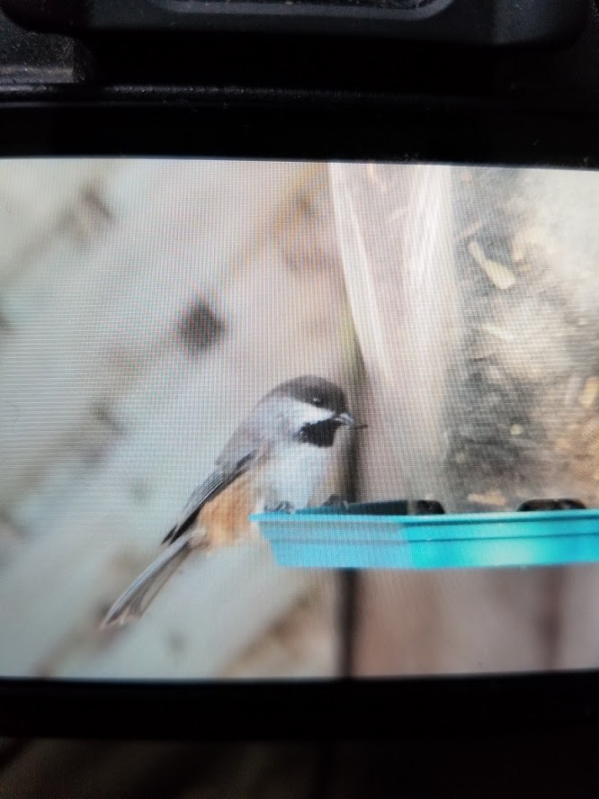 Boreal Chickadee - ML268764791