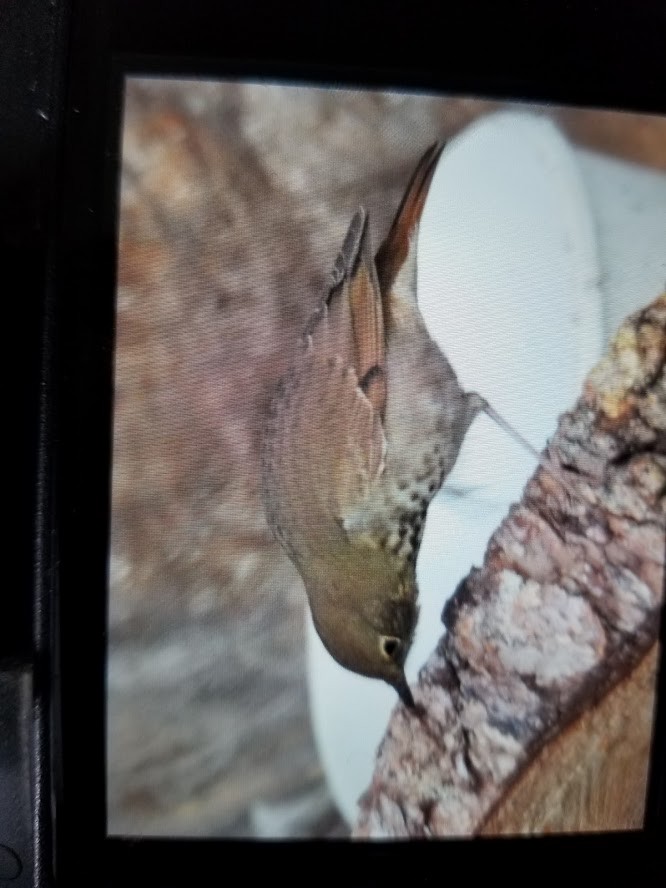 Hermit Thrush - ML268764851