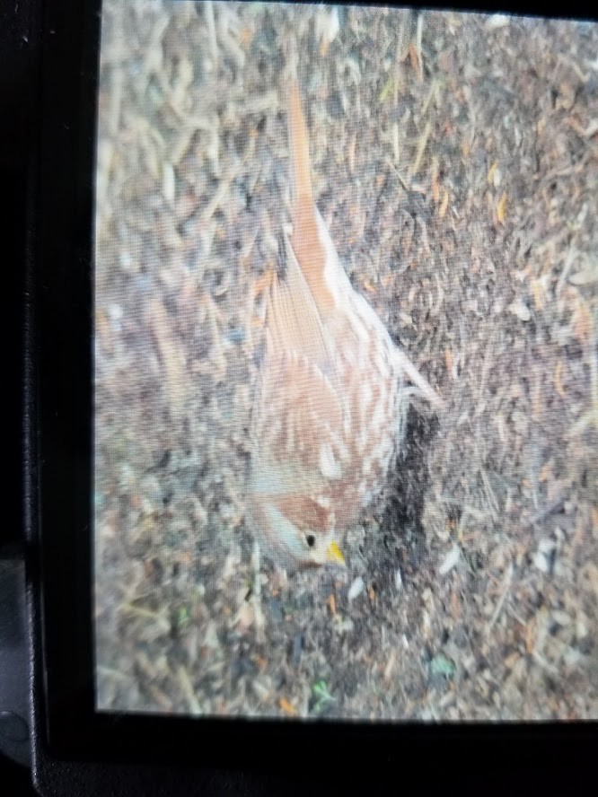 Fox Sparrow - ML268764991