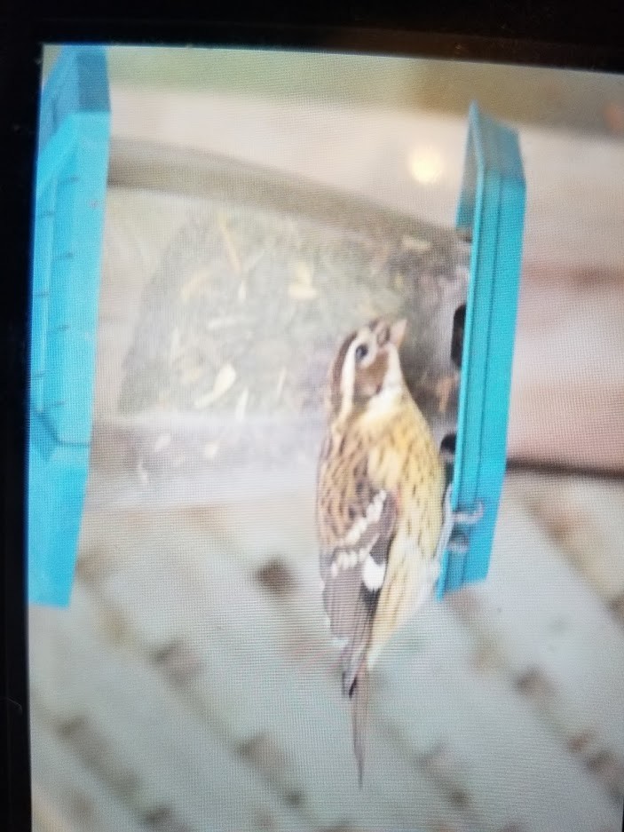 Rose-breasted Grosbeak - ML268765051