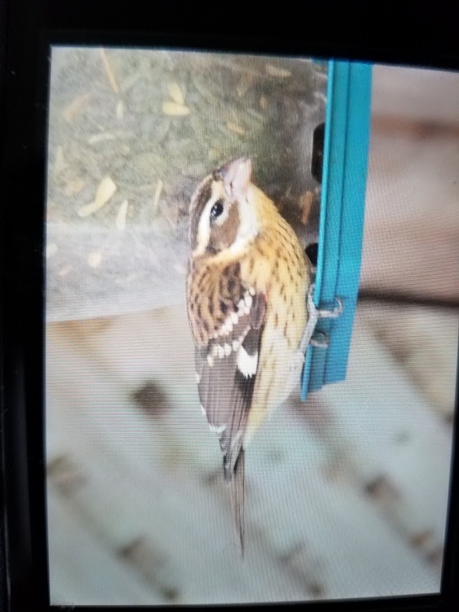 Rose-breasted Grosbeak - ML268765071