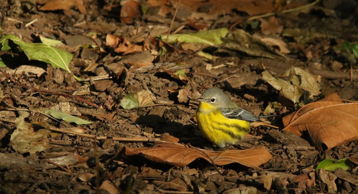 Magnolia Warbler - ML268768471