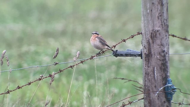 Northern Wheatear - ML268769191