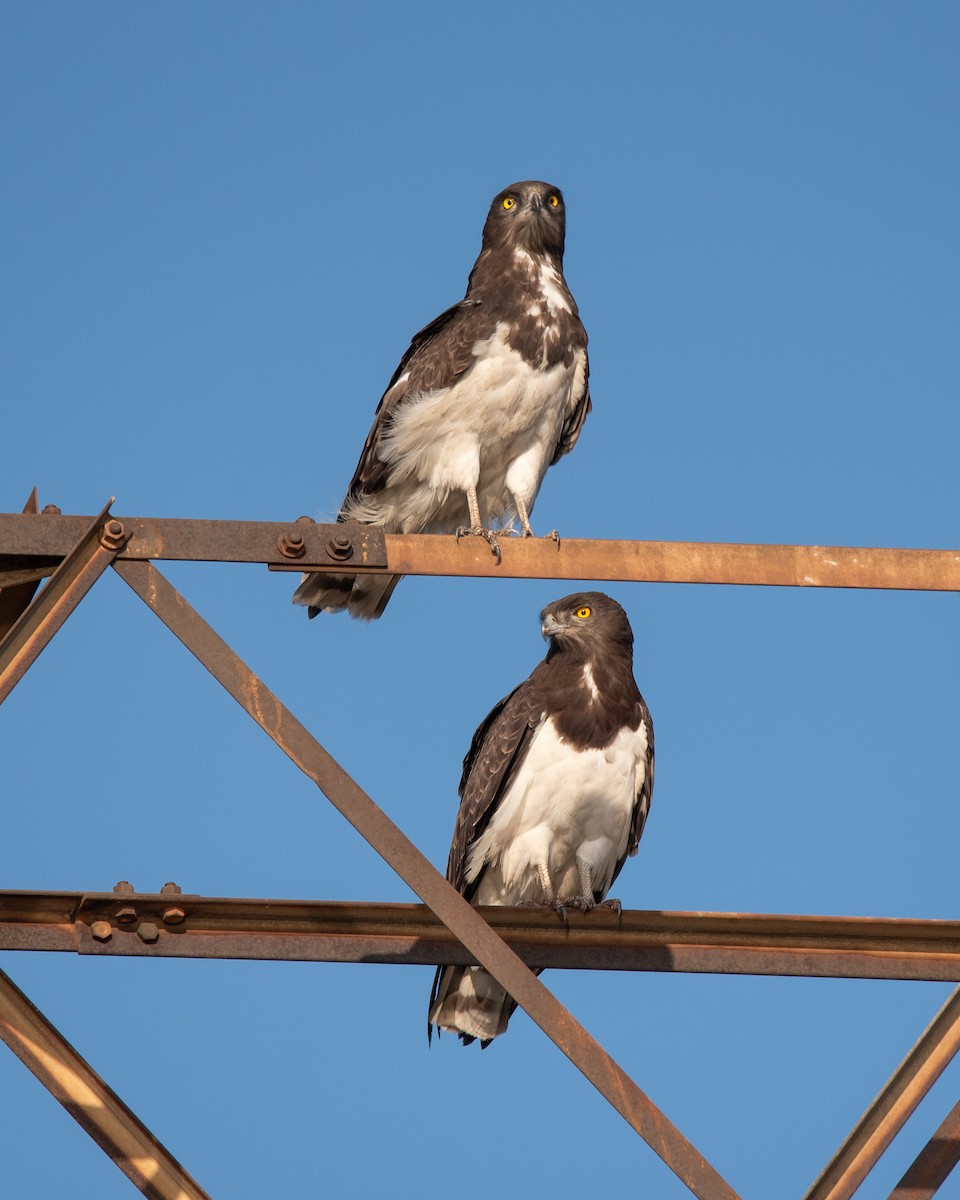 Black-chested Snake-Eagle - ML268769871