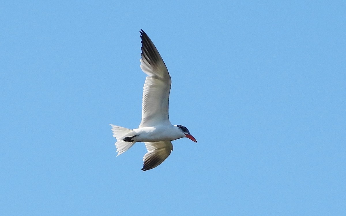 Caspian Tern - ML268770021