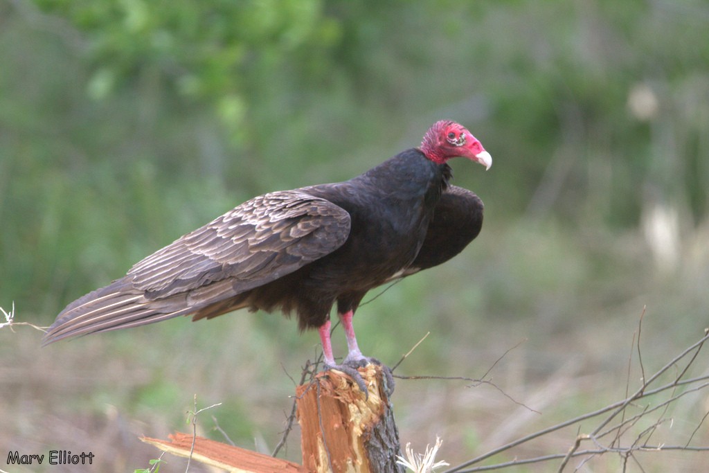 Urubu à tête rouge - ML26877101