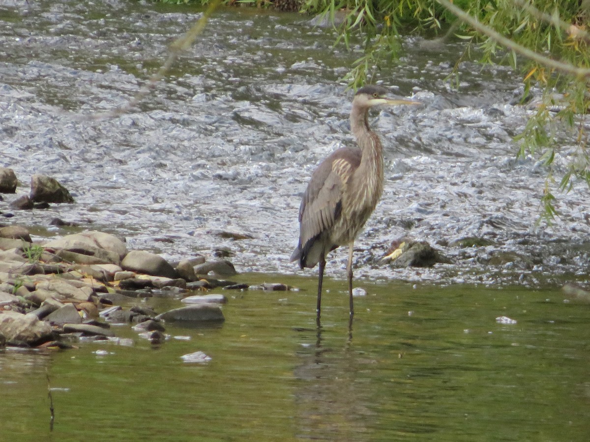 Great Blue Heron - ML268771891