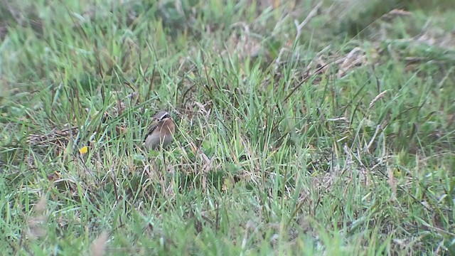 Northern Wheatear - ML268772111