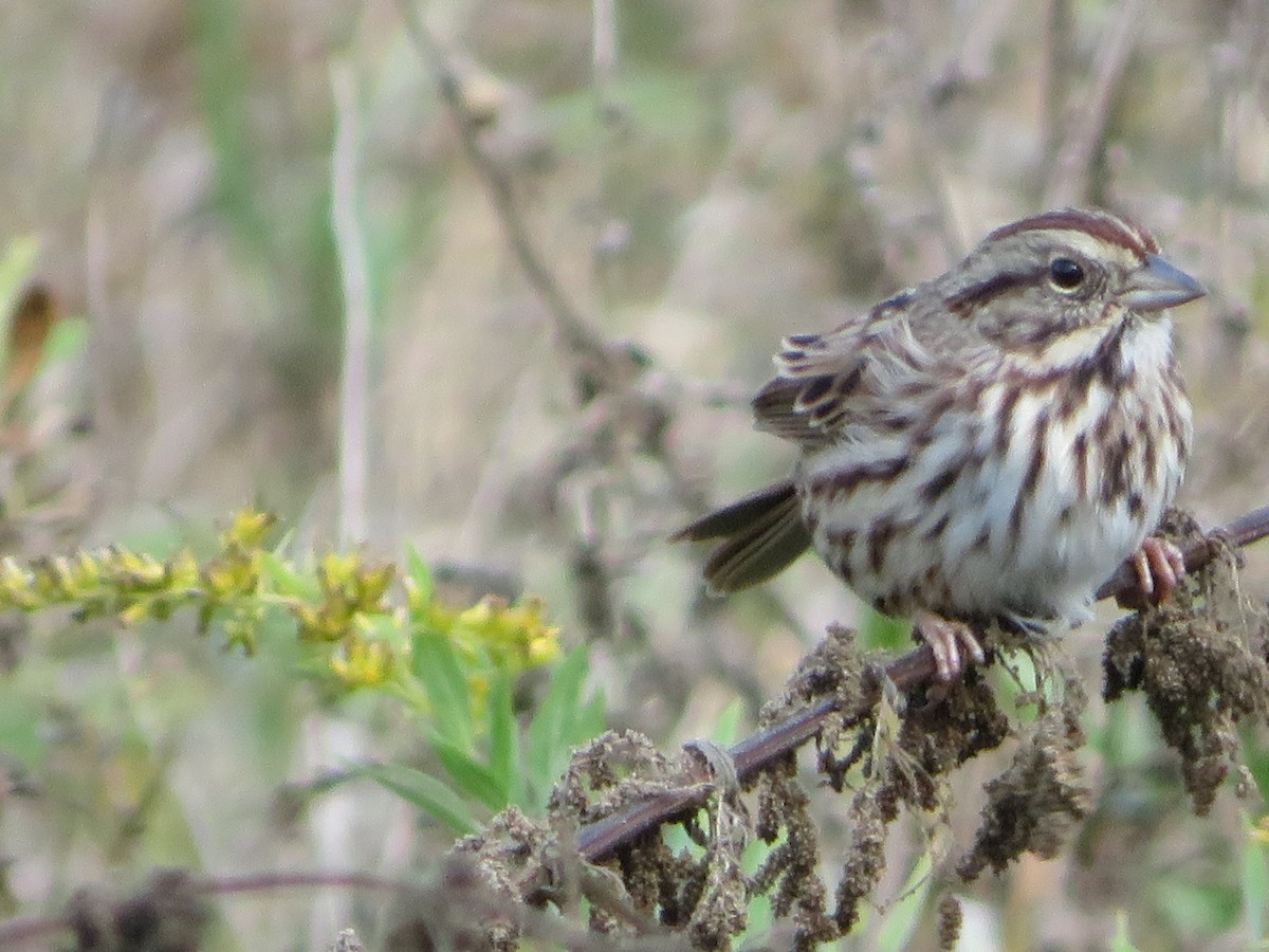 Song Sparrow - ML268772481