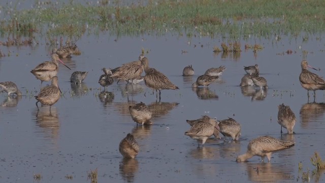 Marbled Godwit - ML268777811