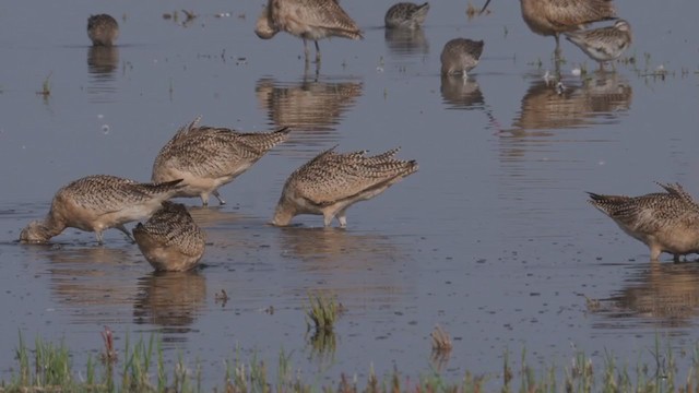 Marbled Godwit - ML268778131