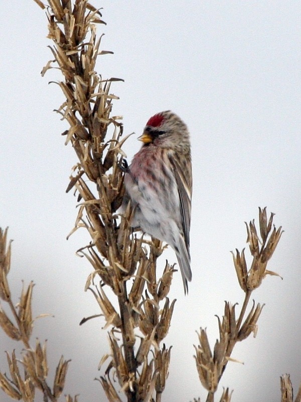 普通朱頂雀(flammea) - ML268778661