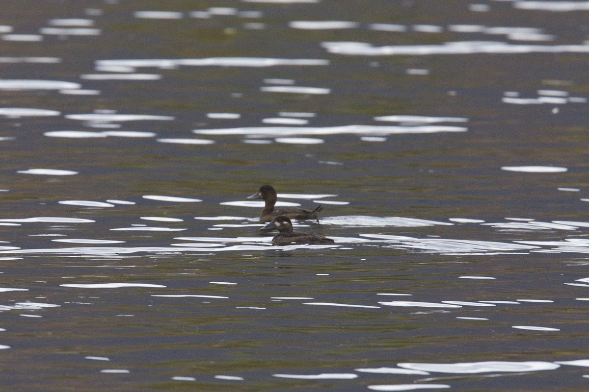 Surf Scoter - pierre martin